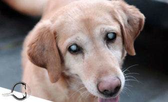 Qué son las cataratas en perros y cuáles son sus síntomas