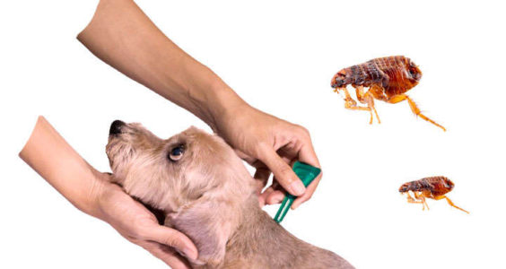 pulgas en los perros