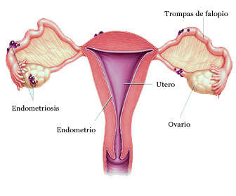 Estructura del endometrio, el útero y el aparato reproductivo femenino