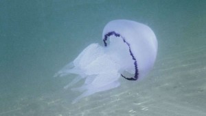 medusa rhizostoma pulmo