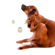 Síntomas de sarna en perros