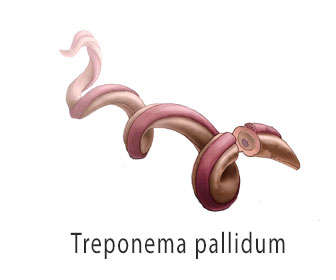 treponema- pallidum bacteria